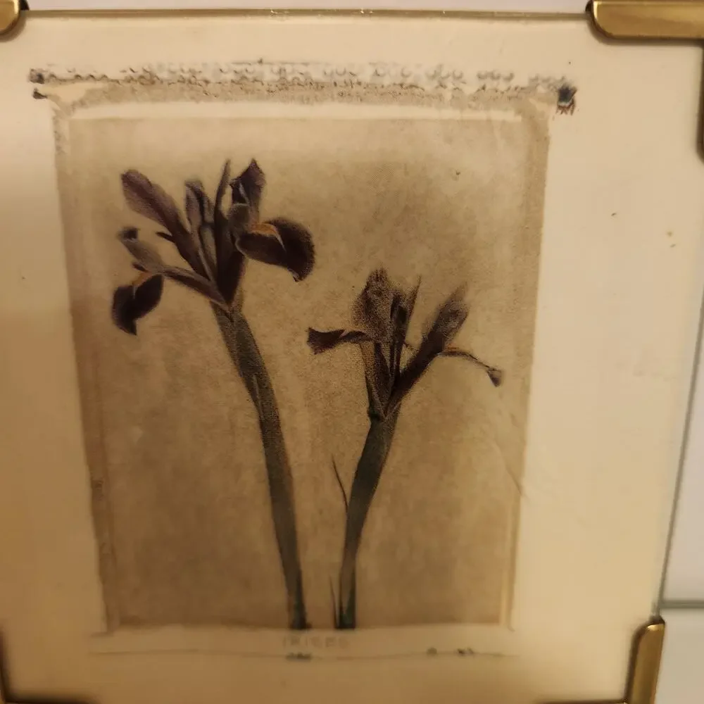 Vintage 4x4 framed Iris Botanical Picture